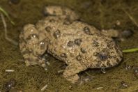 Bombina variegata, Okosnicë
