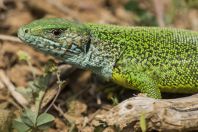 Lacerta viridis, Okosnicë