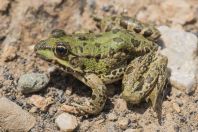 Pelophylax sp., Përbreg
