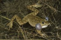 Pelophylax sp., Shiroka
