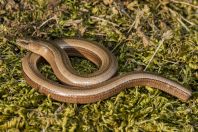 Anguis fragilis complex, Zogaj