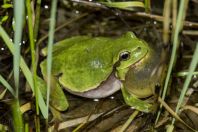 Hyla arborea, Lake Bokumirsko 