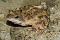 Rana temporaria, Bokumirsko jezero