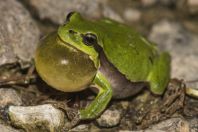 Hyla arborea, Lake Bokumirsko 