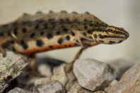 Lissotriton vulgaris, Lake Bokumirsko 