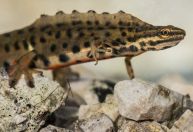 Lissotriton vulgaris, Lake Bokumirsko 