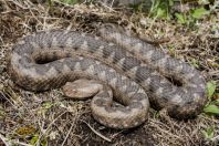 Vipera ammodytes, Đebeza