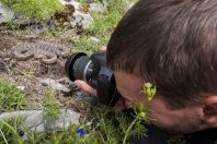 Vipera ammodytes, Đebeza