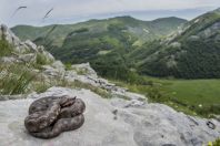 Vipera ammodytes, Đebeza