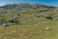Zelengora