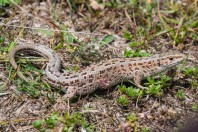 Lacerta agilis, Zelengora
