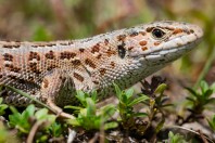 Lacerta agilis, Zelengora
