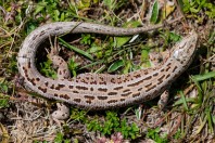 Lacerta agilis, Zelengora