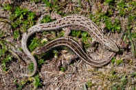Lacerta agilis, Zelengora
