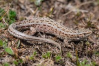 Lacerta agilis, Zelengora