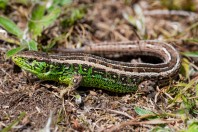 Lacerta agilis, Zelengora