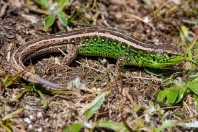 Lacerta agilis, Zelengora