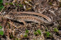 Lacerta agilis, Zelengora