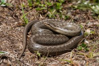 Coronella austriaca, Zelengora