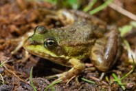 Pelophylax ridibundus, Zelengora
