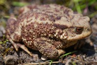 Bufo bufo, Zelengora