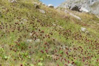 Zelengora