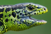 Lacerta agilis, Zelengora