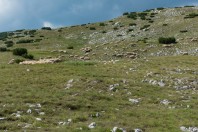 Zelengora