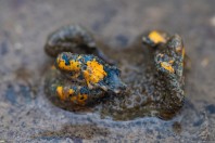 Bombina variegata, Zelengora