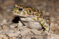 Bufotes viridis, Česim