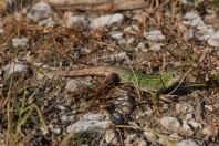 Lacerta viridis, Idbar