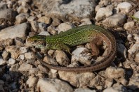 Lacerta viridis, Idbar