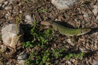 Lacerta viridis, Idbar