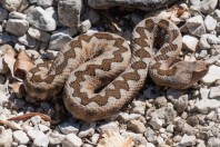 Vipera ammodytes, Prenj