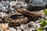 Vipera ammodytes, Prenj