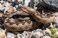 Vipera ammodytes, Prenj