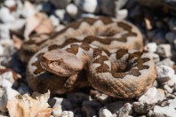 Vipera ammodytes, Prenj