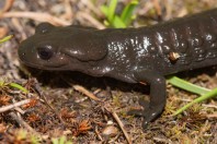 Salamandra atra prenjensis, Prenj