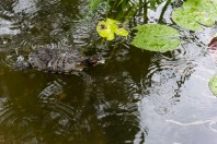 Trachemys scripta, Sarajevo