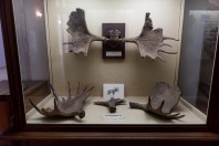 The National Museum, Sarajevo