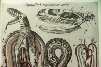 Natrix natrix, The National Museum, Sarajevo