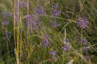 Allium carinatum, Gvozno polje, Treskavica