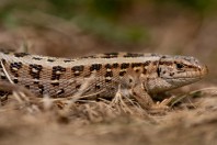 Lacerta agilis, Gvozno Polje