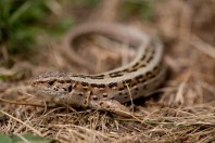 Lacerta agilis, Gvozno Polje