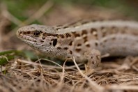 Lacerta agilis, Gvozno Polje