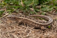 Lacerta agilis, Gvozno Polje