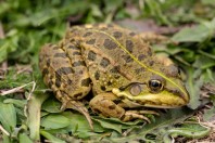 Pelophylax ridibundus, Gvozno Polje