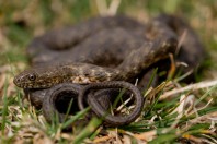 Natrix tessellata, Jaziči