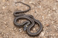 Natrix natrix, Crvanjsko jezero