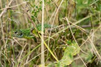 Lacerta viridis, Pirni Do